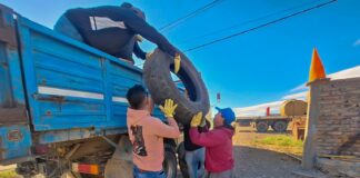 Zapala junta gomas viejas para cuidar la salud