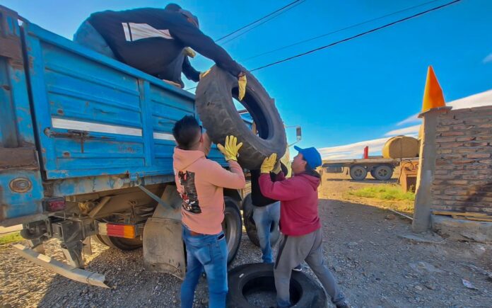 Recolección de gomas en Zapala