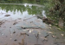 Flotaron los peces, pero no levantaron al candidato libertario