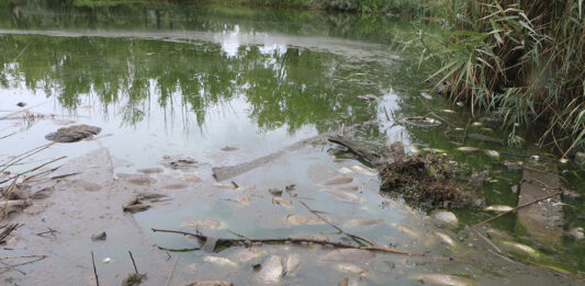 Flotaron los peces, pero no levantaron al candidato libertario