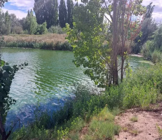 Peces muertos: Provincia realizó inspecciones ambientales