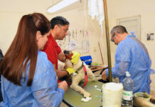 Las castraciones gratuitas son un éxito en Senillosa