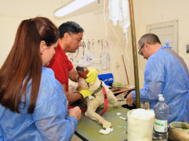 Las castraciones gratuitas son un éxito en Senillosa