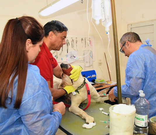 Las castraciones gratuitas son un éxito en Senillosa