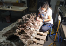 Se agrandó la familia: nuevo dinosaurio en Chubut