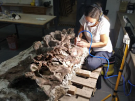 Se agrandó la familia: nuevo dinosaurio en Chubut