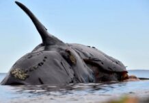 Preocupan las ballenas muertas de Puerto Madryn