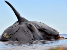 Preocupan las ballenas muertas de Puerto Madryn