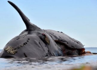 Preocupan las ballenas muertas de Puerto Madryn