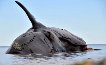 Preocupan las ballenas muertas de Puerto Madryn